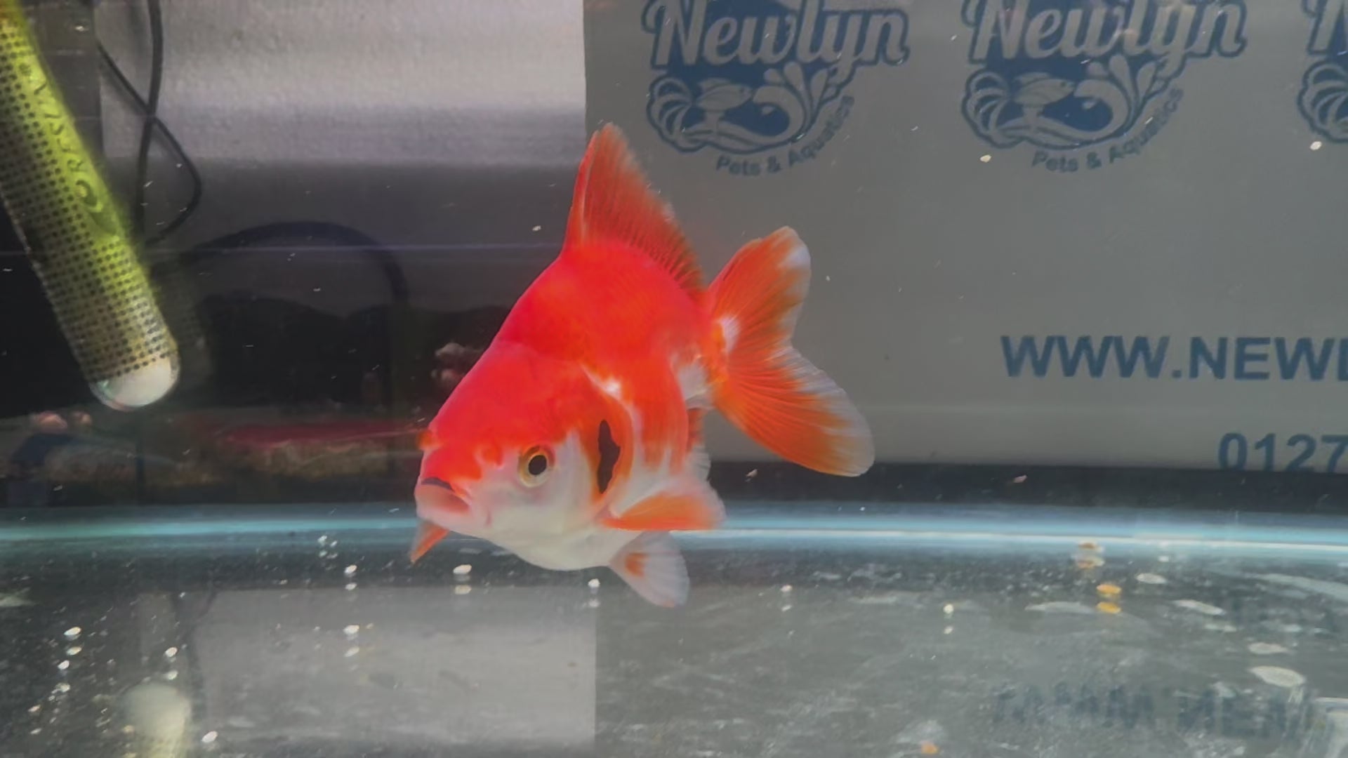 Short Tail Ryukin 11-12cm R2