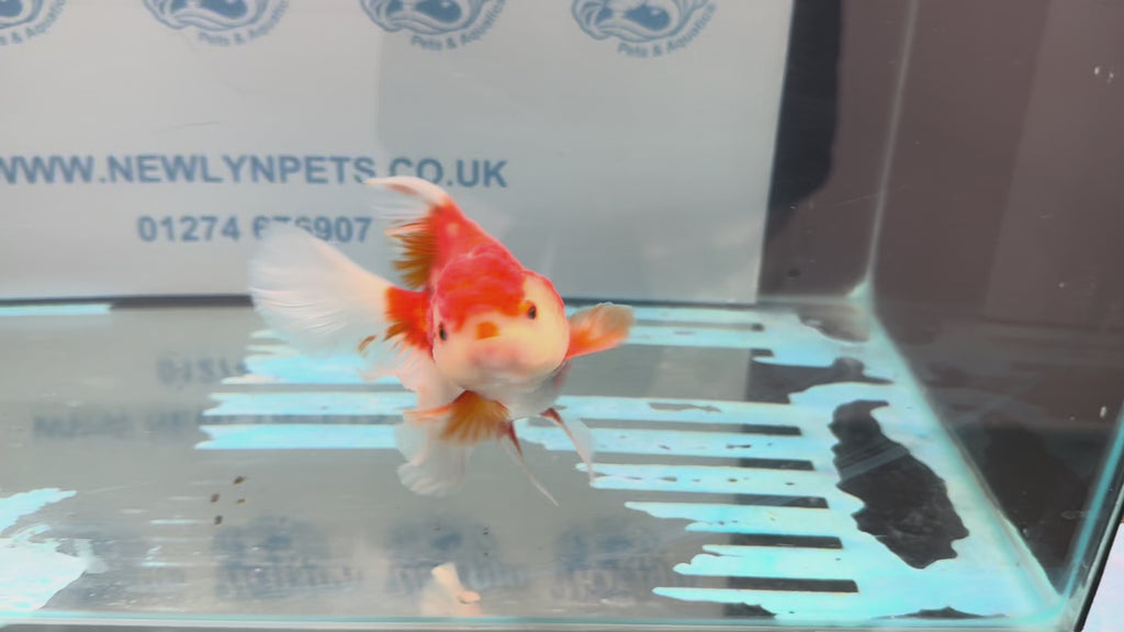 Red/White Oranda 15cm OR16 (Fish in photo)