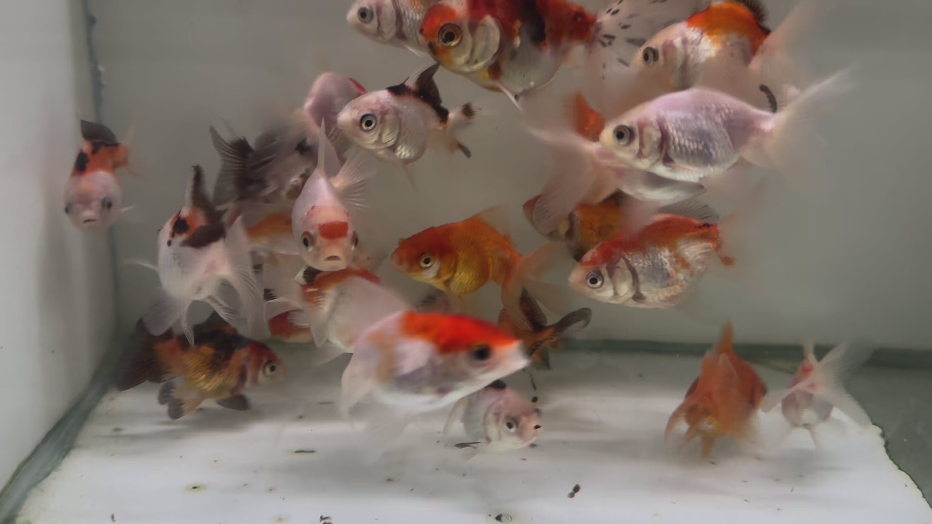 Oranda Fancy Goldfish 5-7cm (Picked at Random) (BF3 + BF8)