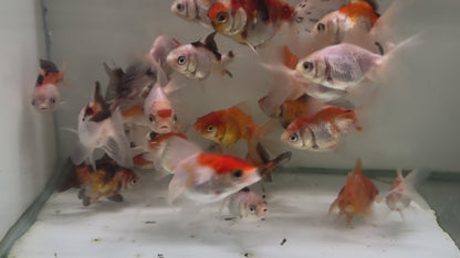 Oranda Fancy Goldfish 5-7cm (Picked at Random)