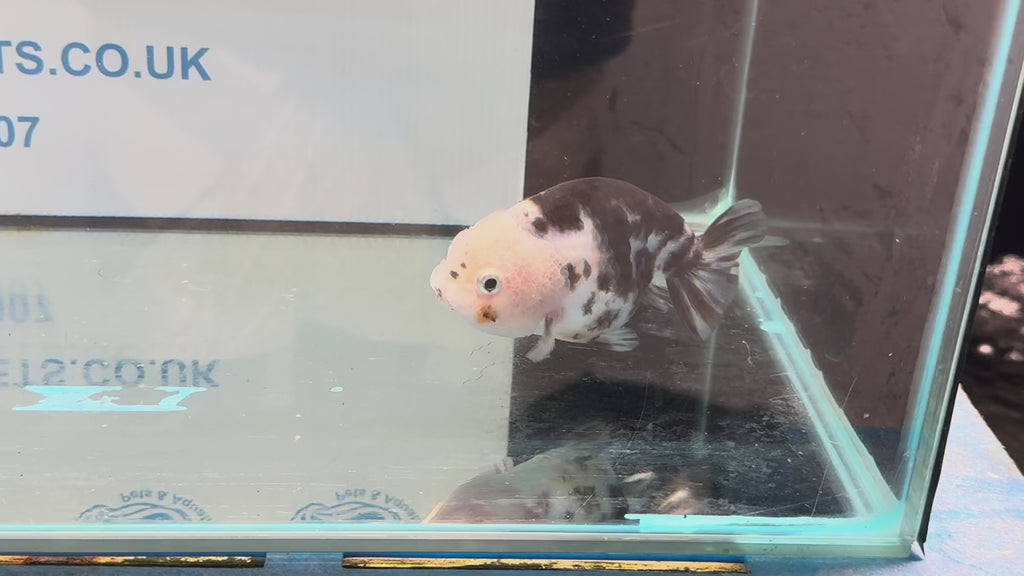 Cow Ranchu 10-11cm #5 Fancy Goldfish