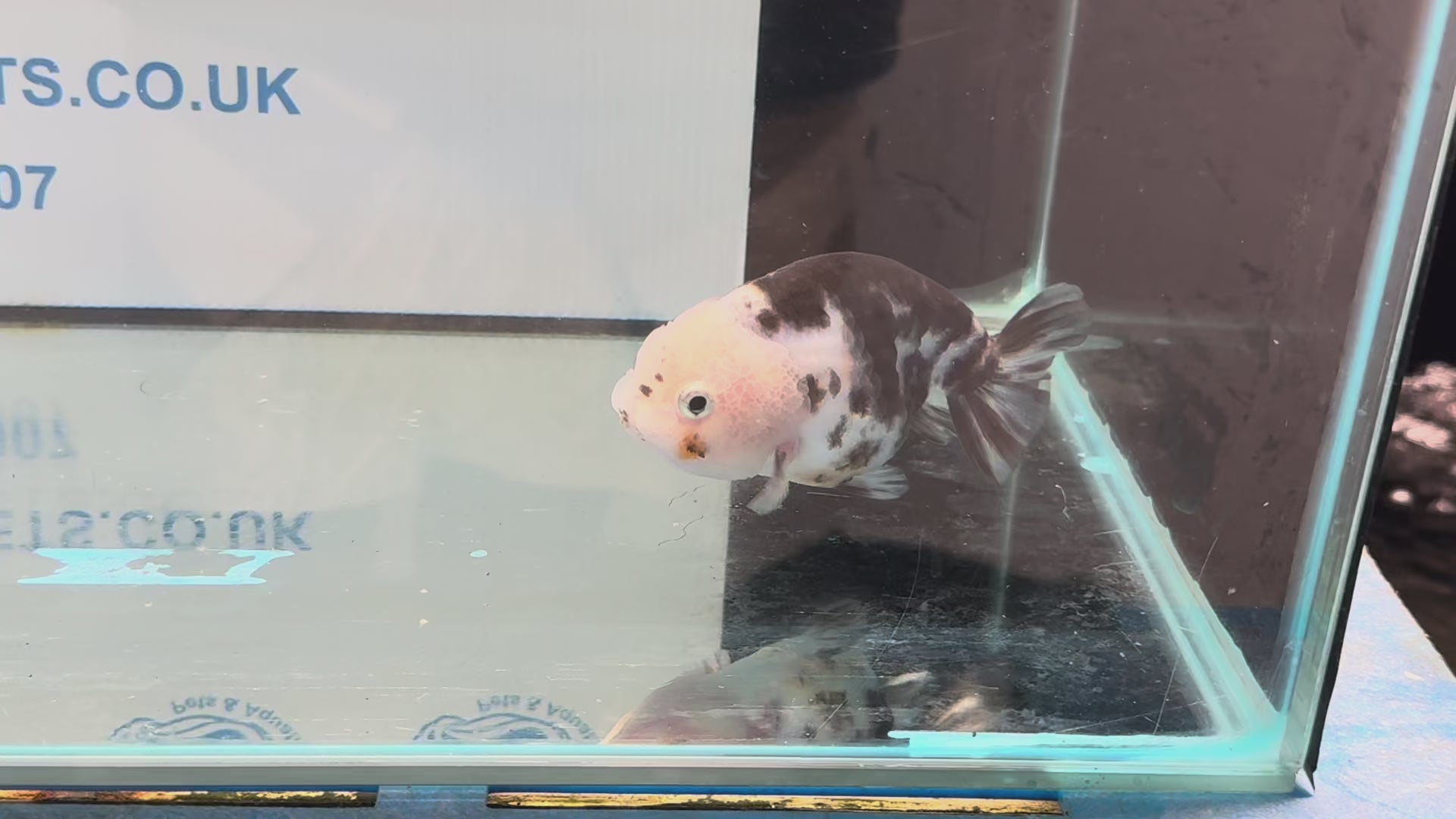 Cow Ranchu 10-11cm #5 Fancy Goldfish