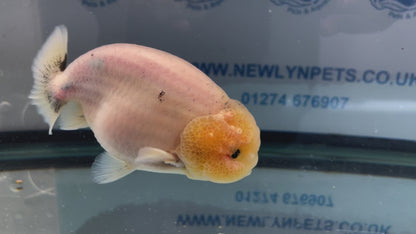 Ranchu 11-12cm Fancy Goldfish (Fish In Photo)
