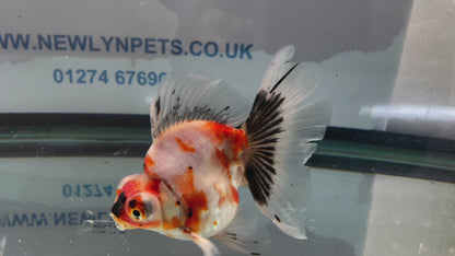 Demekin Fancy Goldfish 12-13cm (Fish In Photo)