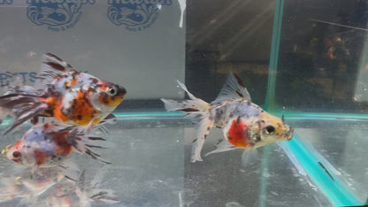 Calico Ryukin 7-8cm Cinese Fancy Goldfish