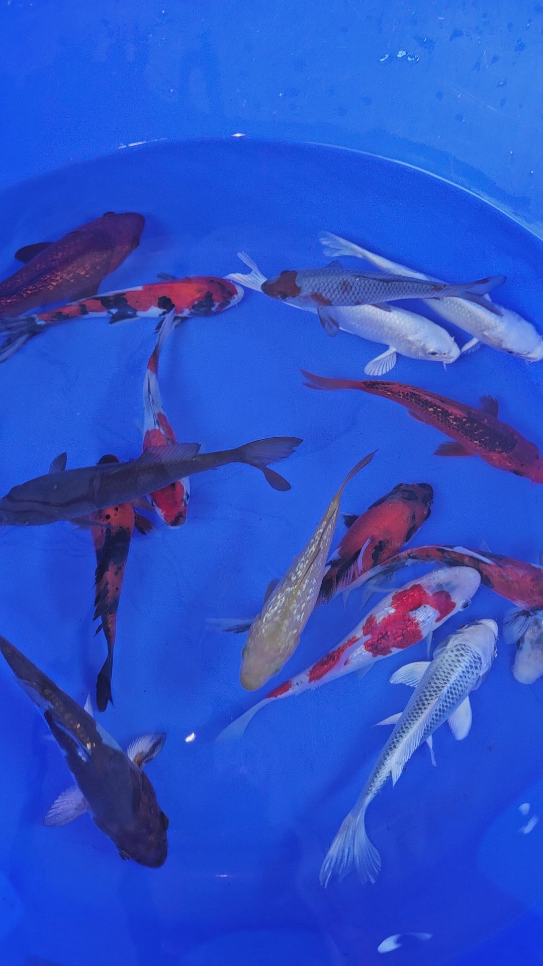 Japanese Koi High Quality 18-20cm Live Fish