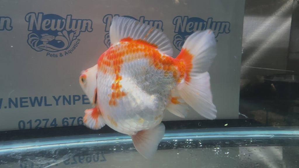 Short Tail Ryukin 14cm #7