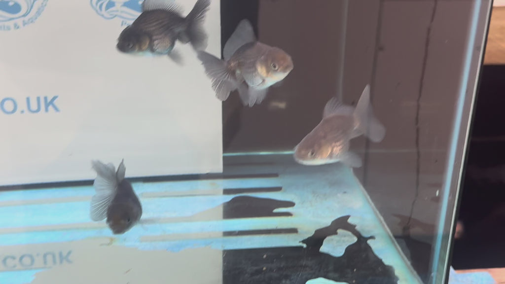 Metallic Blue Peacock Tail Oranda Fancy Goldfish 6cm