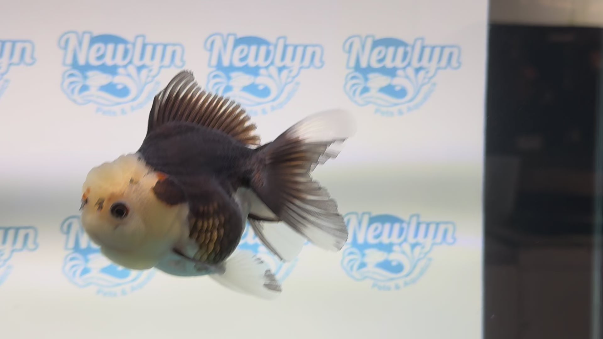 Tri Oranda 11-12cm TCO1