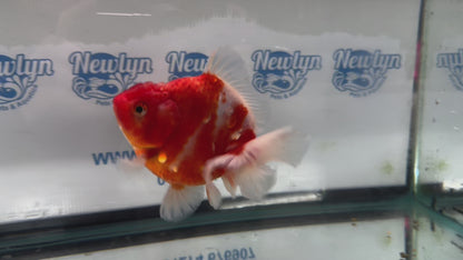 Jumbo Oranda  14-15cm (Fish in photo) #27