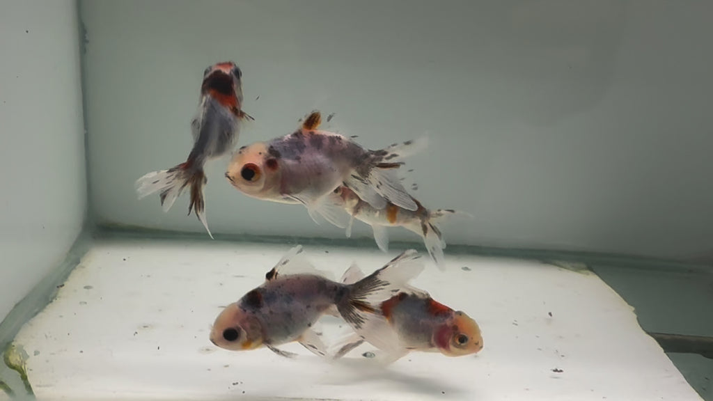 Calico Oranda Fancy Goldfish 5-6cm (BF6B)