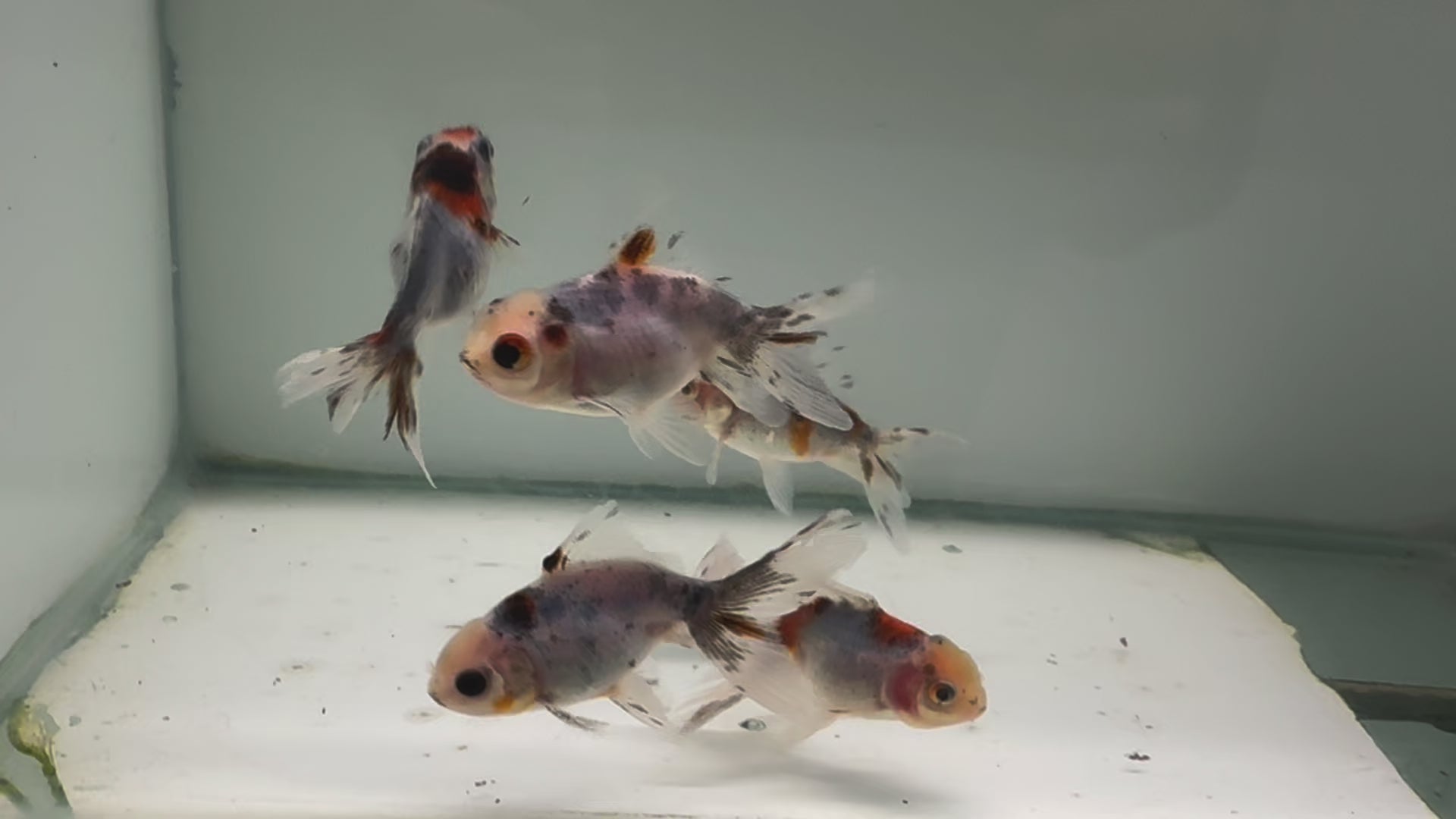 Calico Oranda Fancy Goldfish 5-6cm (BF6B)
