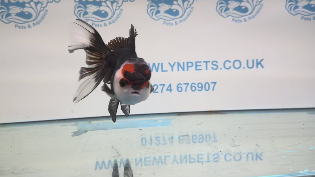 Tri Oranda 11-12cm TCO2