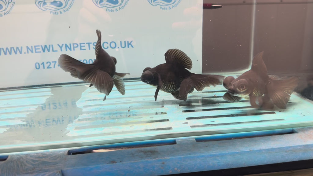 Butterfly Moor Black 9cm Chinese Fancy Goldfish