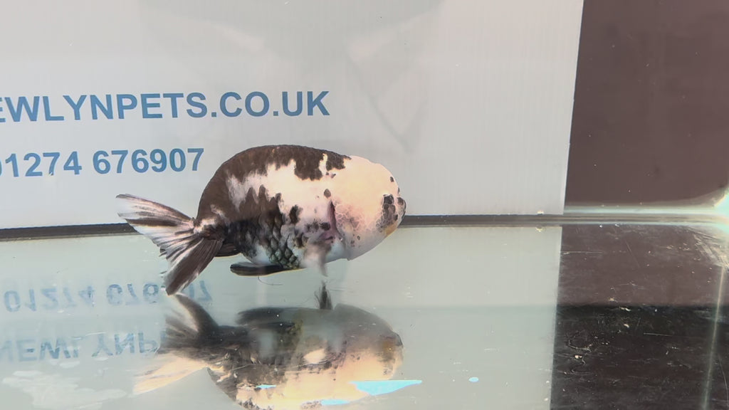 Cow Ranchu 12-13cm #1 Fancy Goldfish