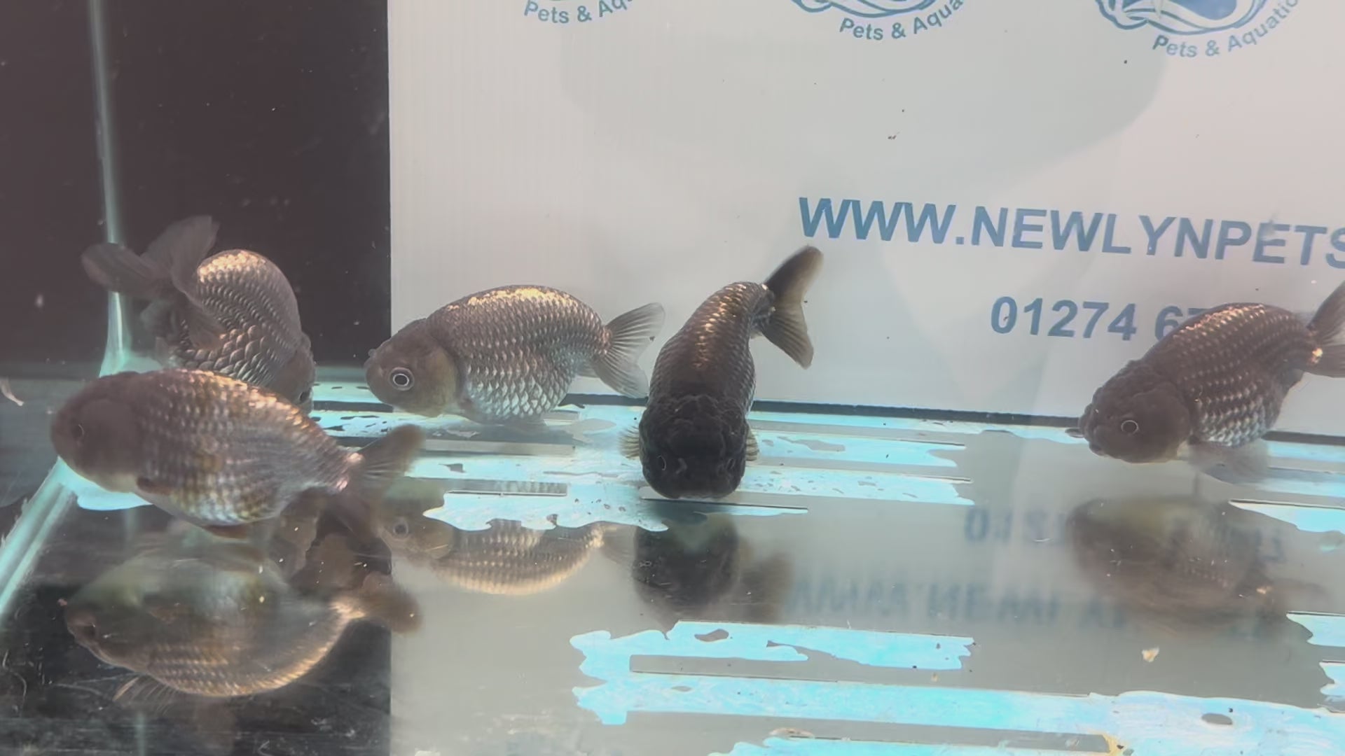 Metallic Blue Ranchu 7-9cm Fancy Goldfish