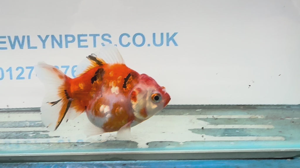 Oranda  9-10cm OR3 (Fish in photo)