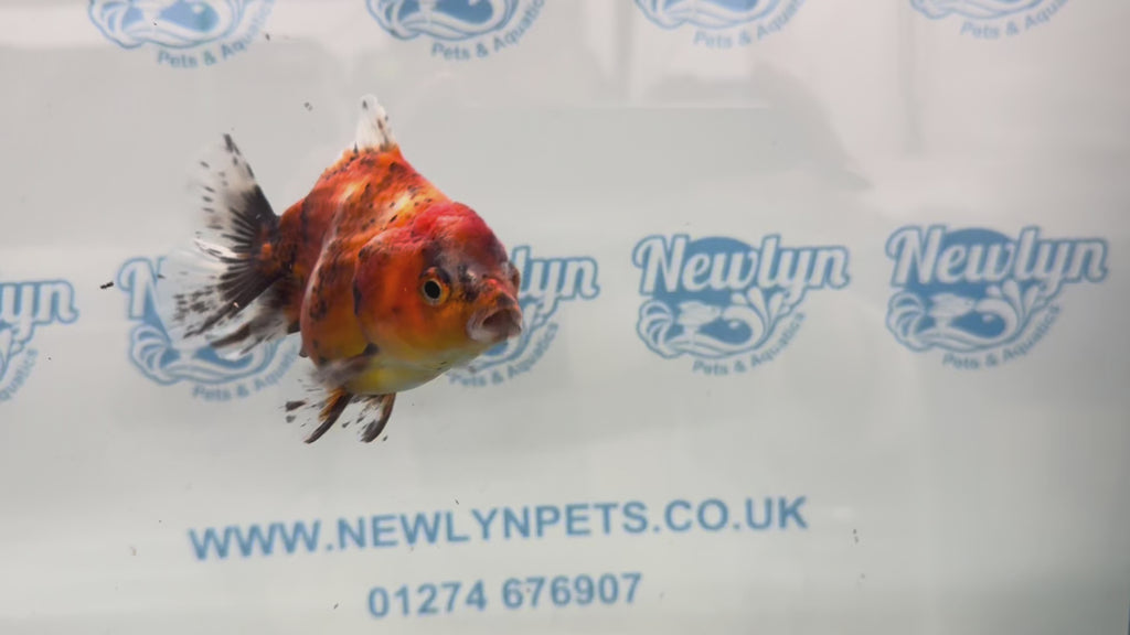 Oranda Short Tail 10cm OR4 (Fish in photo)