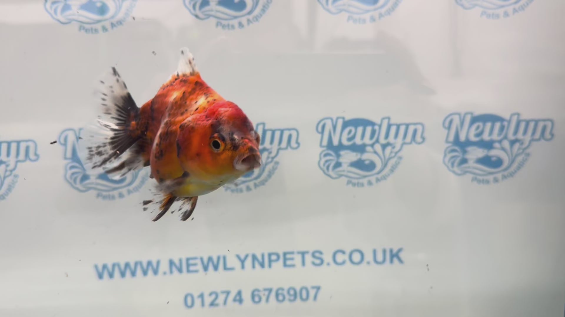 Oranda Short Tail 10cm OR4 (Fish in photo)