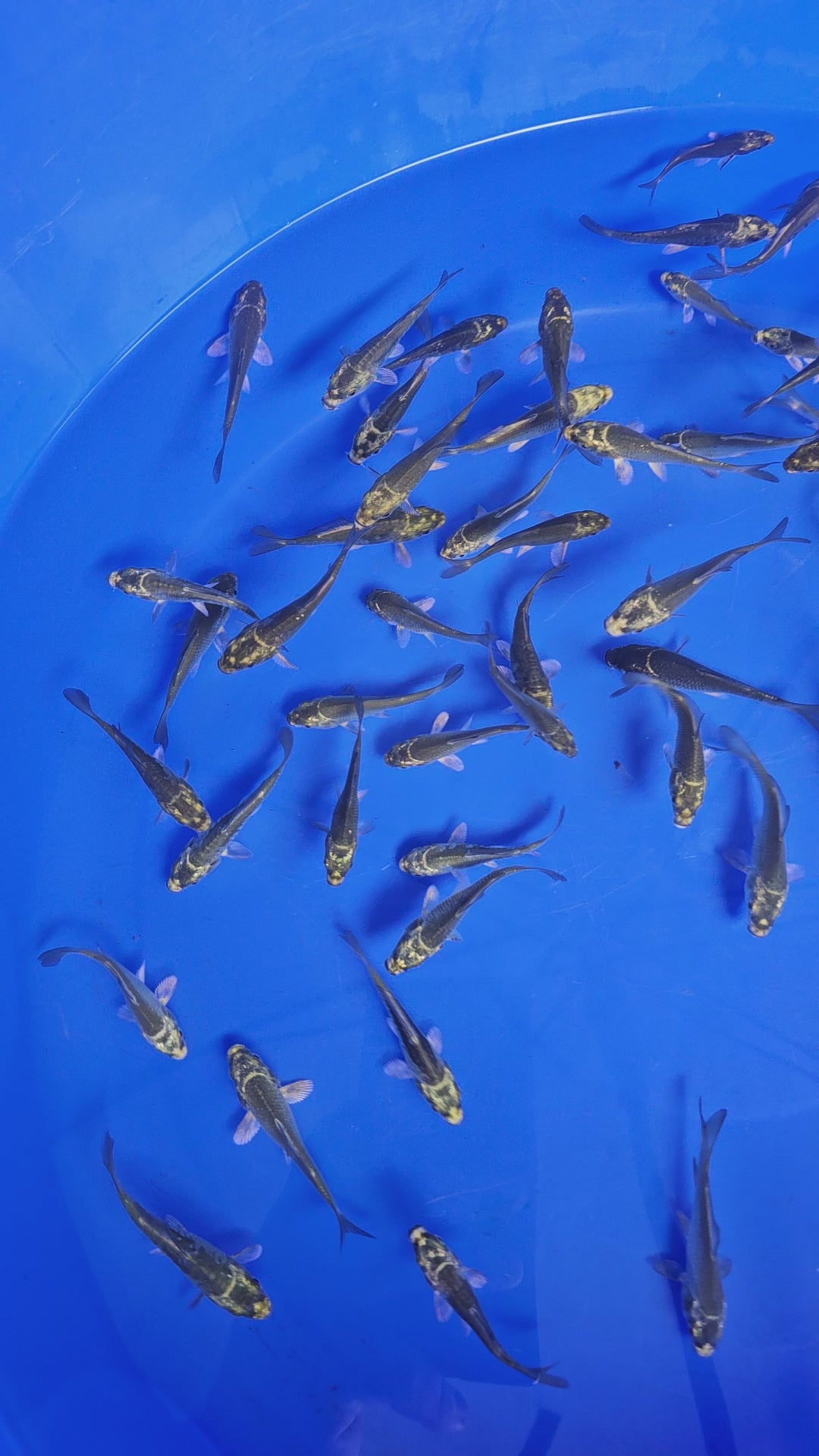 English Ghost Koi 2-3"