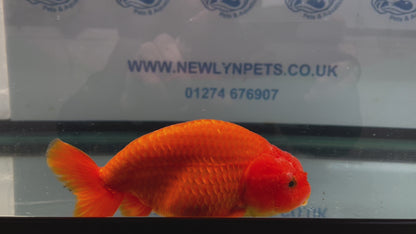 Jumbo Ranchu Red 14-15cm Fancy Goldfish (Fish In Photo) #16