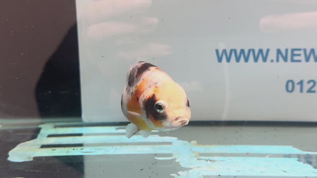 Calico Ranchu 8-9cm Chinese Fancy Goldfish (Fish In Photo) #1