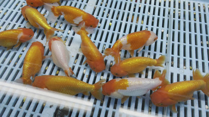 Red, Red/White Ranchu 12-13cm Fancy Goldfish (Picked at random)