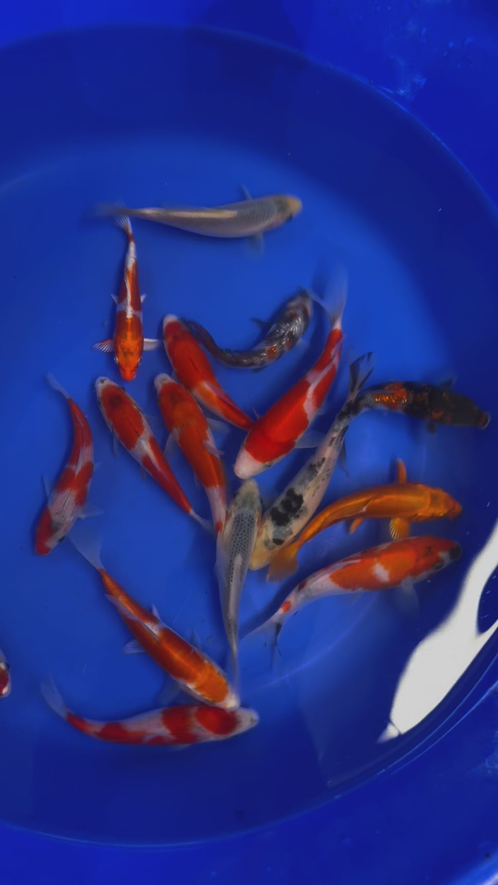 Japanese Koi 14-17cm Live Fish