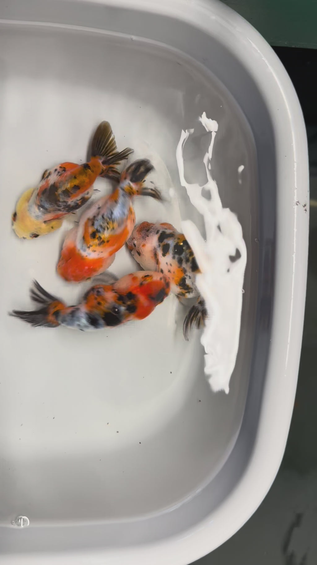 Calico Ranchu 8-10cm Fancy Goldfish