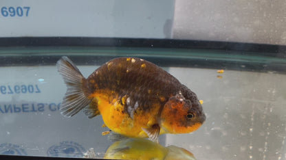 Calico Ranchu 10-11cm Fancy Goldfish Fish in Photo #2