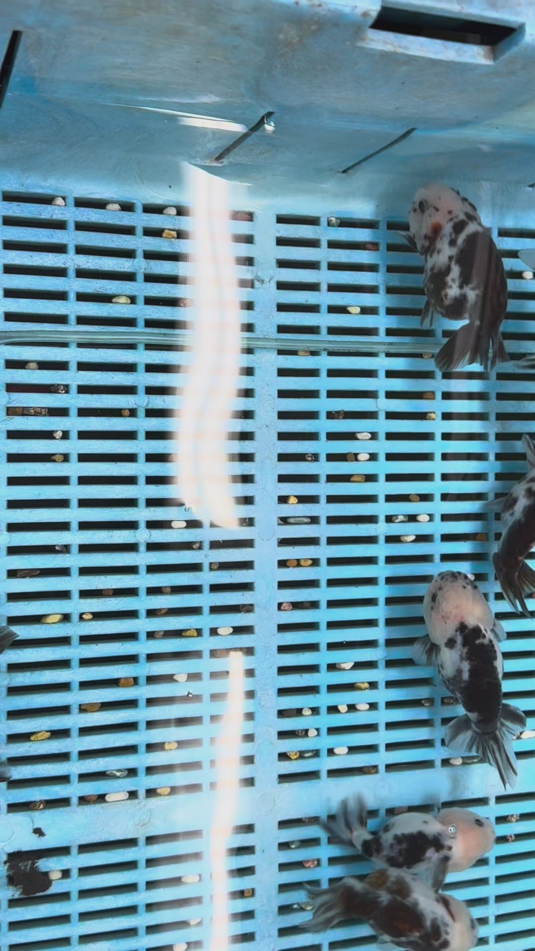 Cow Ranchu 11-12cm Fancy Goldfish