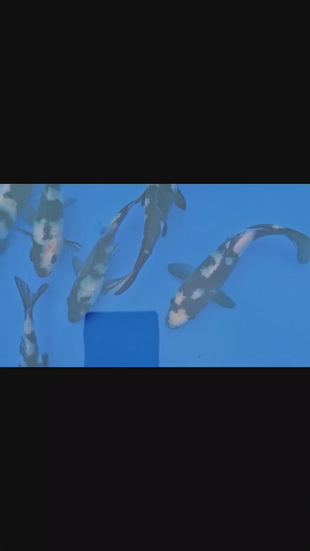 Japanese Koi 14-18cm Live Fish
