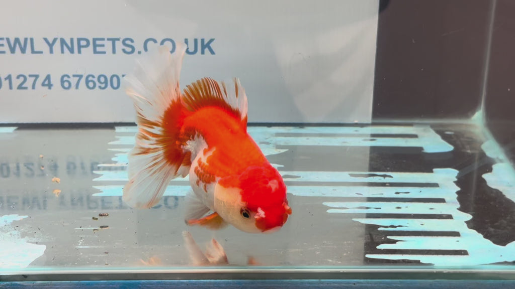 Red/White Oranda 14-15cm OR13 (Fish in photo)