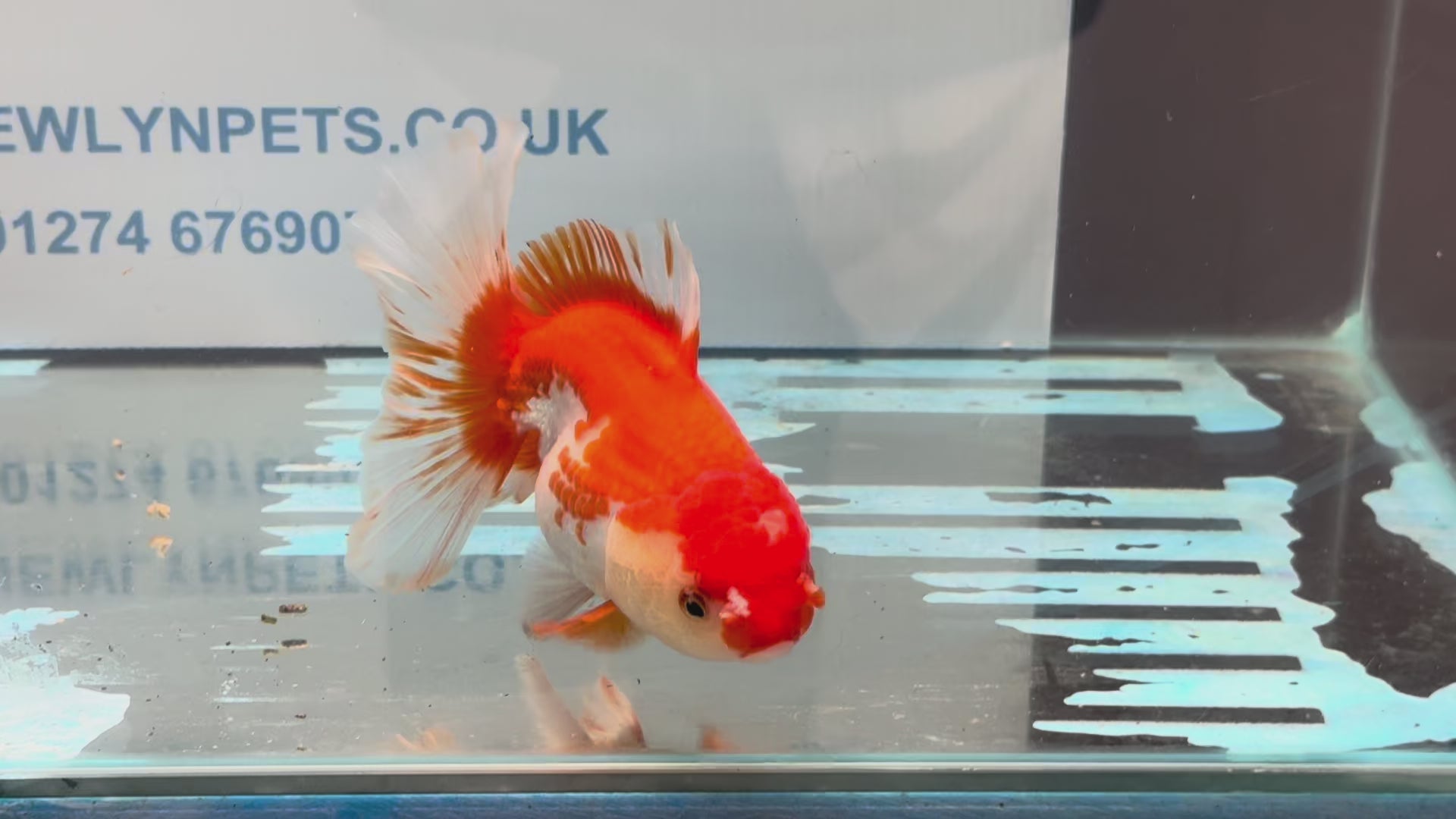 Red/White Oranda 14-15cm OR13 (Fish in photo)
