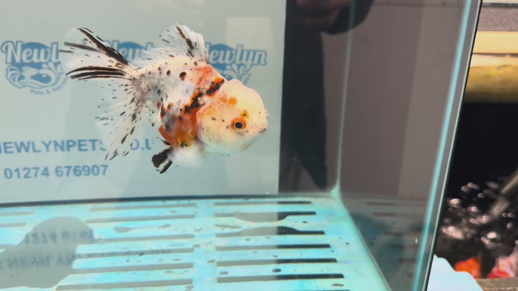 Calico Oranda 13-14cm OR7hg (Fish in photo)