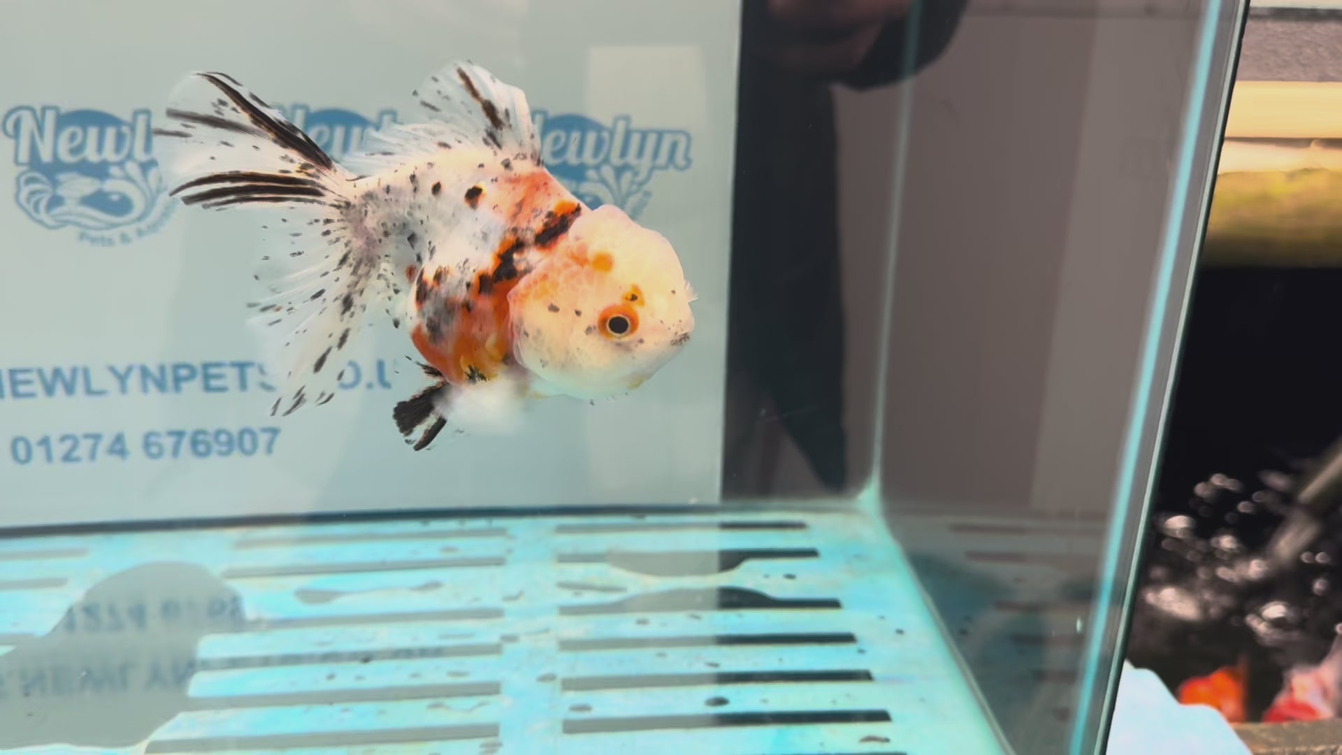Calico Oranda 13-14cm OR7hg (Fish in photo)