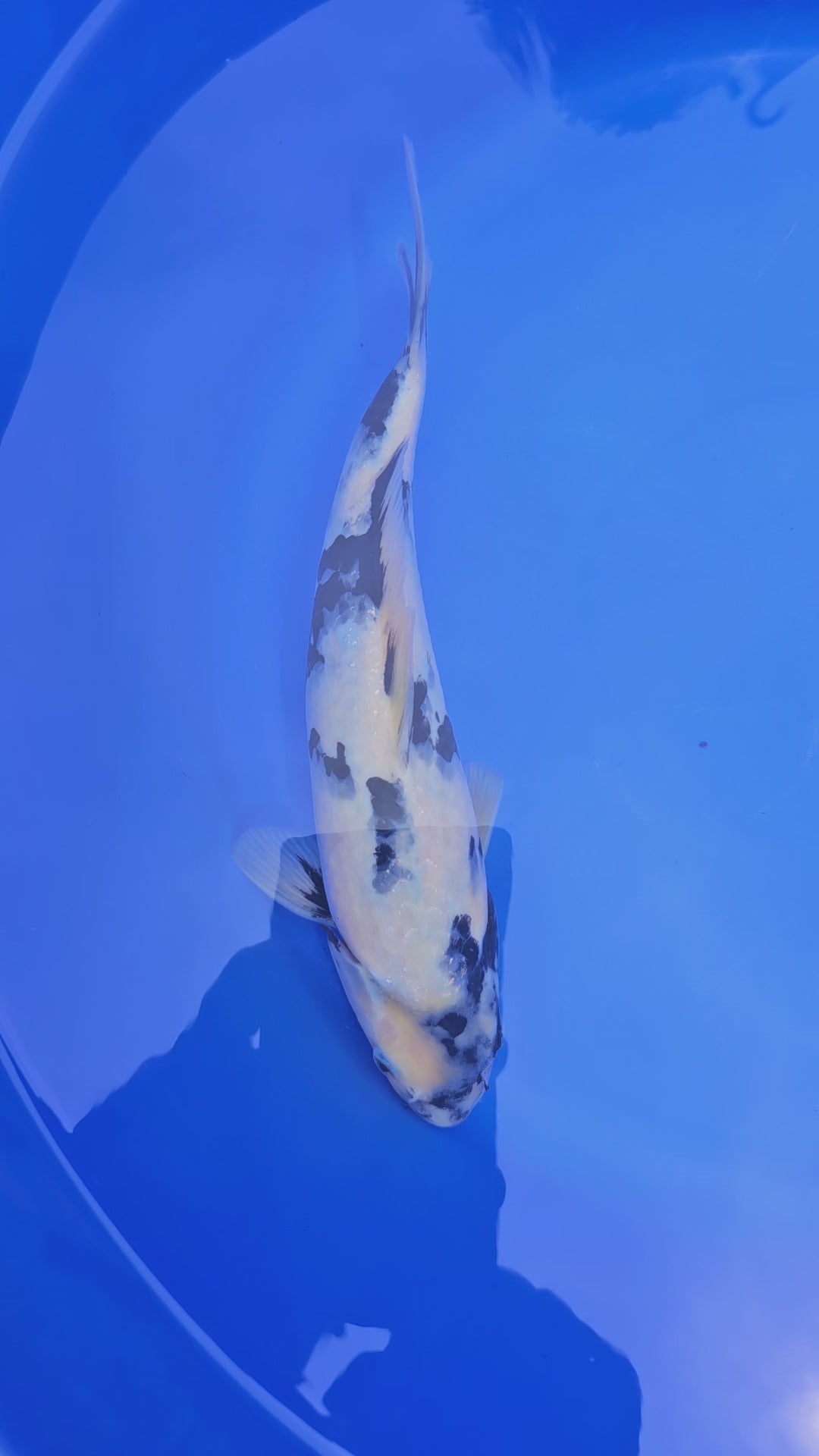 Japanese Koi Jumbo Shiro 12-13" (Fish in Photo) (O 1) #3