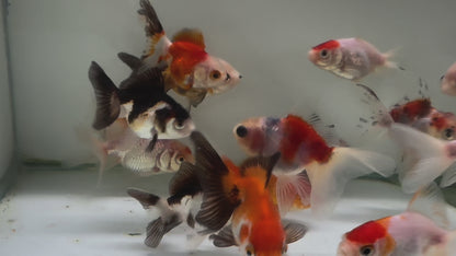 Oranda Fancy Goldfish 5-7cm (Picked at Random)