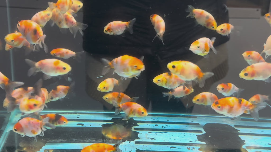 Calico Lionhead 5-7cm Fancy Goldfish