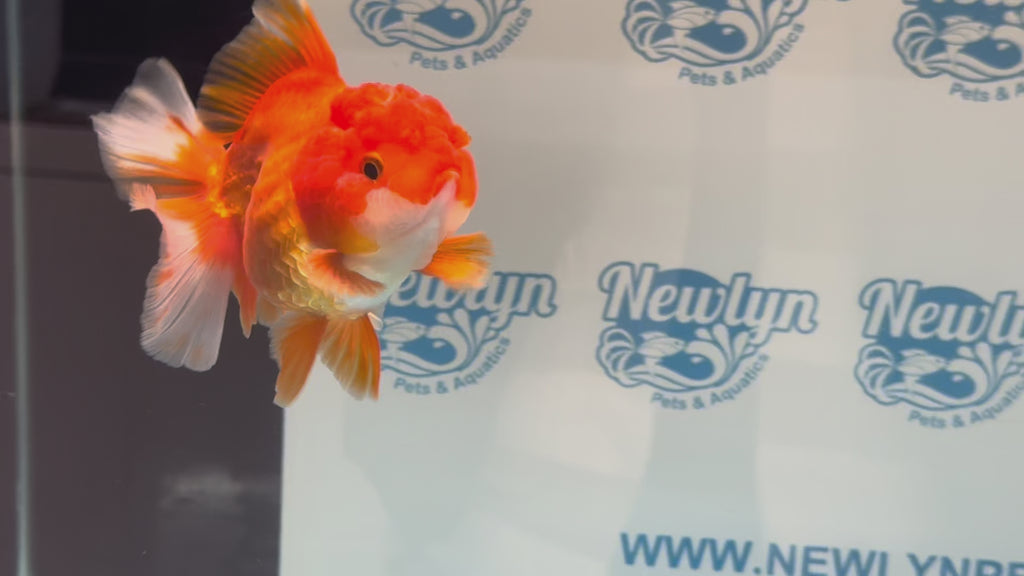 Oranda 12-13cm OR11hg (Fish in photo)