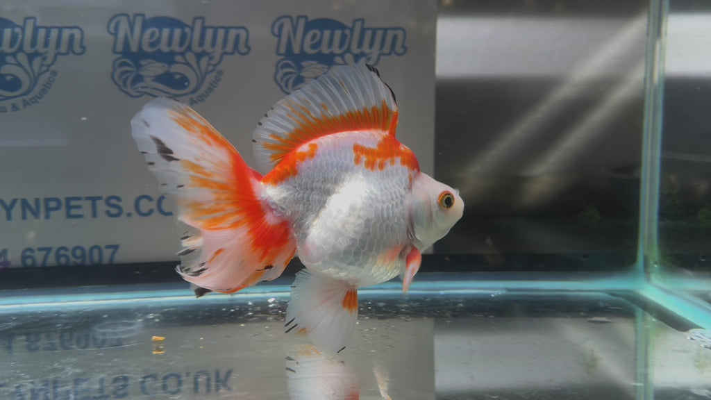 Short Tail Ryukin 13-14cm #3 (BF2)