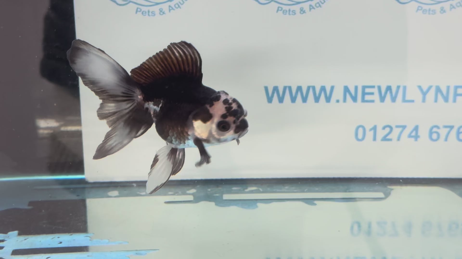 Panda Oranda 9-10cm