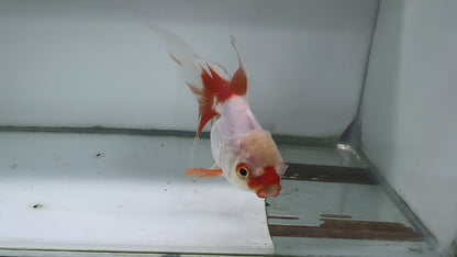 Oranda Red/White Fancy Goldfish 12cm (Fish in Photo)