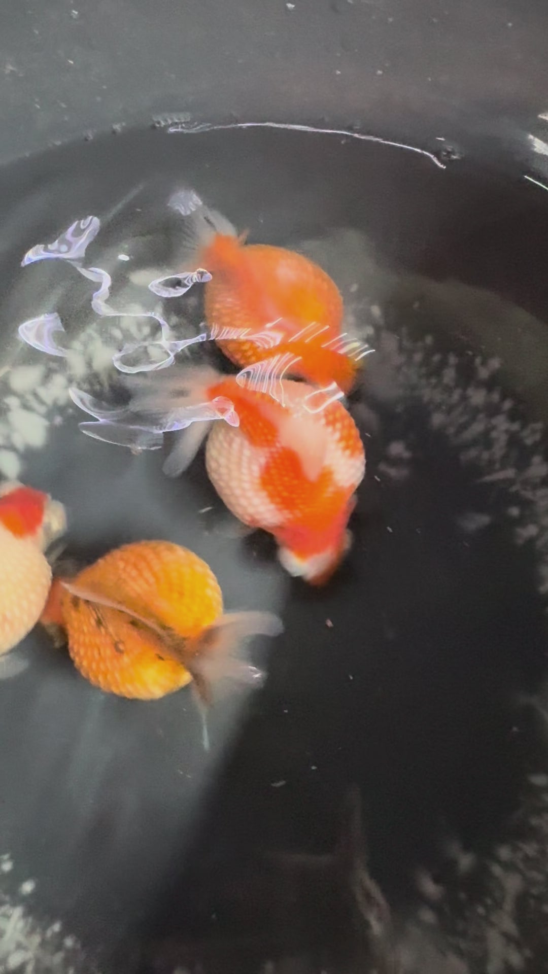 Telescope Golf Ball Pearlscale 8-9cm Fancy Goldfish (BF11C)