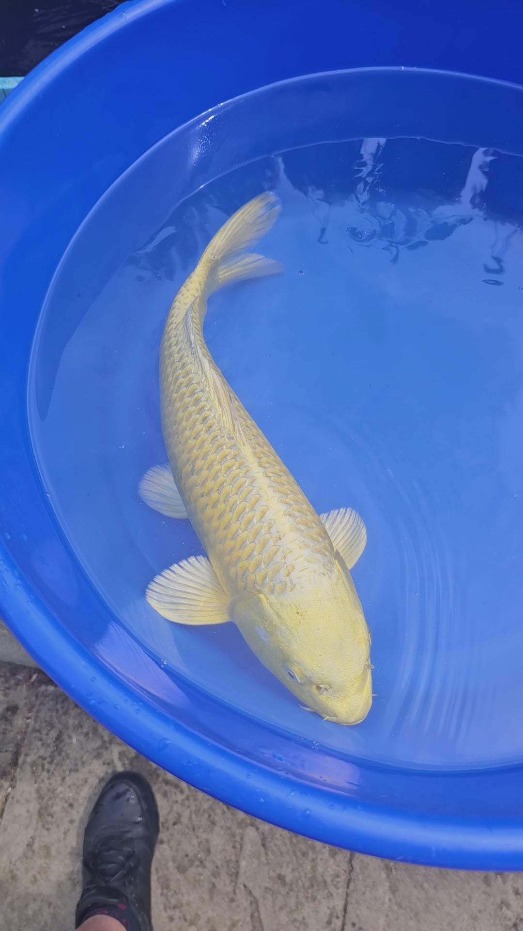 Gold Ogon Japanese Koi 17" (O 1) (Fish in Photo) #2