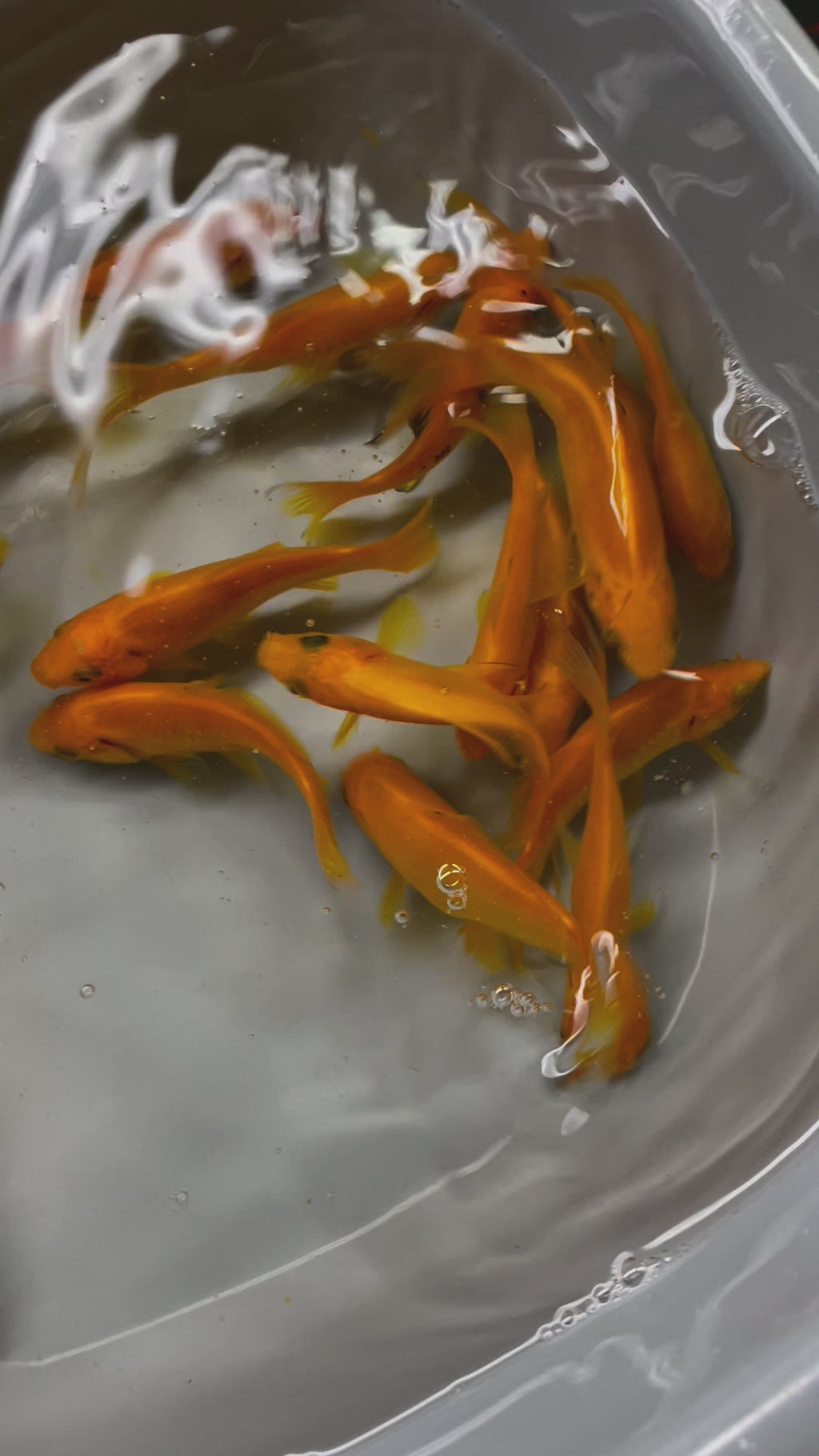 Yellow Goldfish (Yellow Comet) 2-3" (Picked at random) (TF P6b)