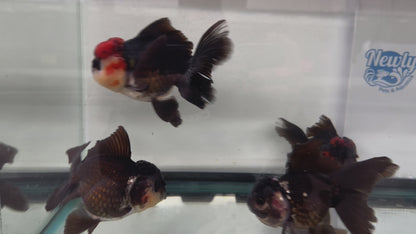 Panda/Tri Colour Oranda 12-13cm