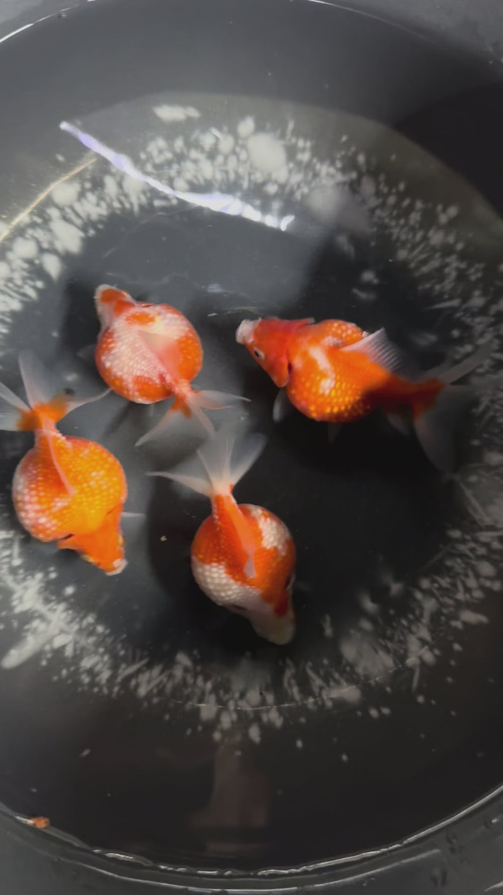 Golf Ball Pearlscale 8-9cm Fancy Goldfish (BF11C)