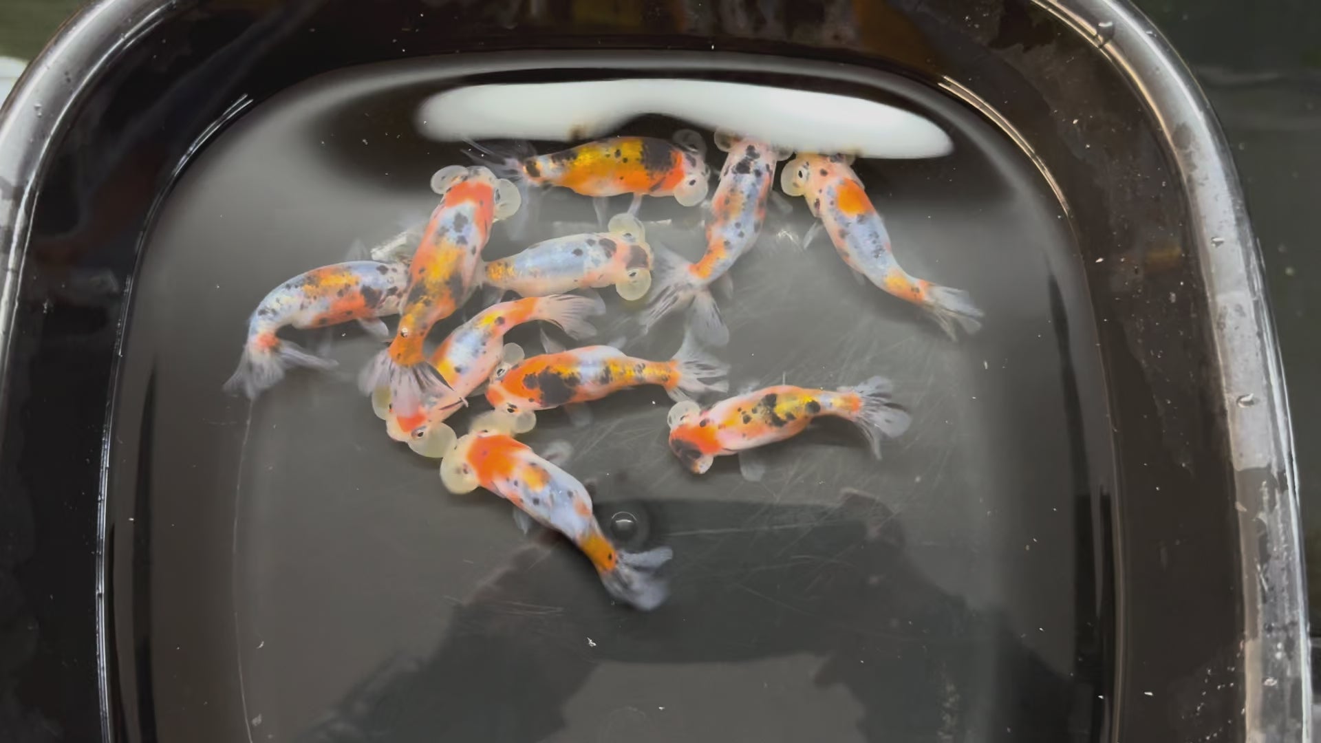 Bubble Eye Calico 7-8cm Fancy Goldfish