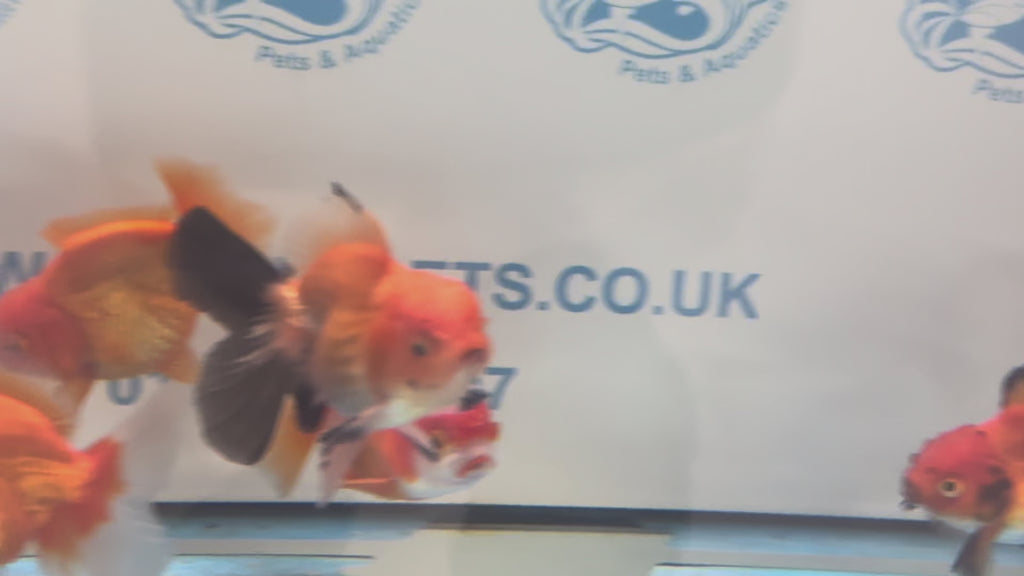Peacock Tail Oranda Fancy Goldfish 7-8cm